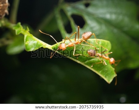 Close up shoot of red ants on a leaf. The “red tree ant”, Oecophylla longinoda occurs in the latter region and is spread throughout the whole of sub-Saharan Africa