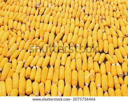 Picture of corn with cobs that driying under the sun light to reduce water  content