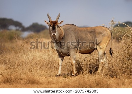 Common Eland - Taurotragus oryx also the southern eland or eland antelope, savannah and plains antelope found in East and Southern Africa, family Bovidae and genus Taurotragus. Royalty-Free Stock Photo #2075742883