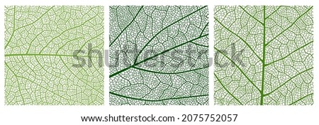 Close up green leaf texture pattern, leaf pattern background with veins and cells. Vector venation structure of eco nature tree or plant foliage, abstract mosaic backdrop of birch or maple leaf Royalty-Free Stock Photo #2075752057