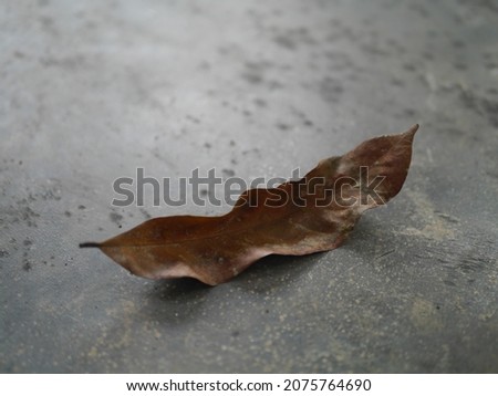 Close-up photo of framed dry leaves on cement floor  In view of beautiful monochromatic images.  Suitable for making background images.