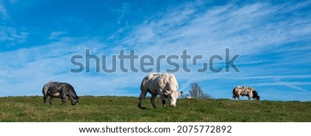 bull and beef cows in green grassy meadow between namur and brussels under blue sky in the fall