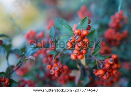 Pyracantha coccinea, scarlet firethorn, branch with fruits Royalty-Free Stock Photo #2075774548