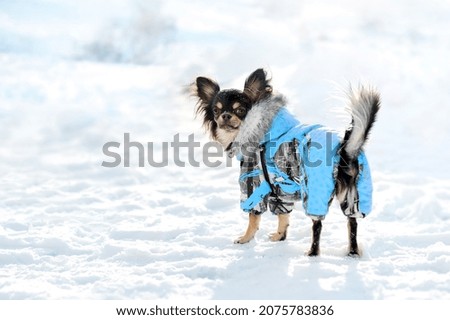 Full length picture of a chihuahua dog at the winter walk looking back