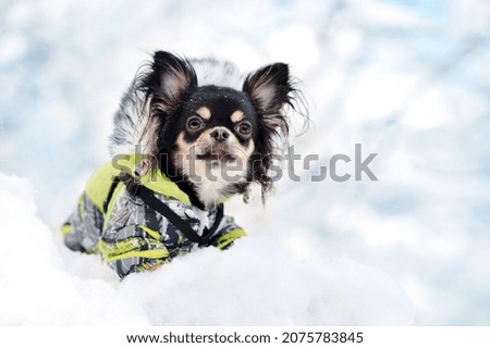 Close-up portrait of a long haired chihuahua dog wearing winter clothes with fur hood