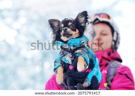 Woman lifting her chihuahua wearing winter clothes