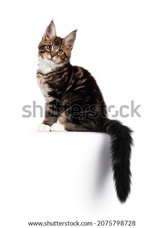 Warm brown tabby Maine Coon cat kitten, sitting side ways on edge with tail hanging down. Looking towards lense with golden eyes. Isolated on a white background.
