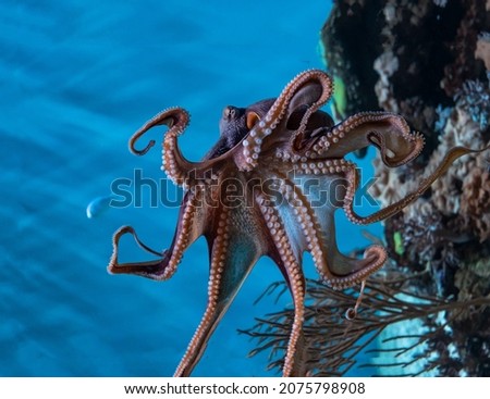 Magnificent octopus with spread tentacles on the edge of a rocky underwater cliff close-up Royalty-Free Stock Photo #2075798908