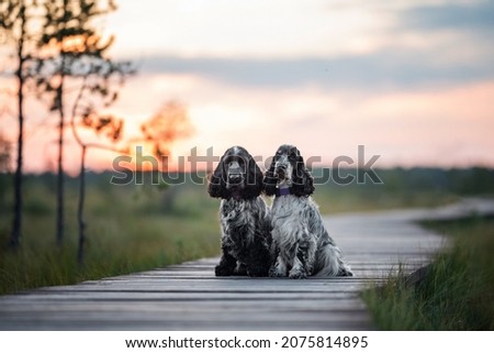 beautiful english cocker spaniel dog portrait in nature Royalty-Free Stock Photo #2075814895