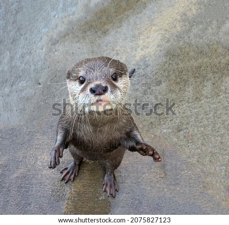 An amazing baby water otter stands on its hind legs on a wet coastal sea rock close-up