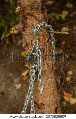 A chain for attaching a boat at the pier, hung on a tree trunk.