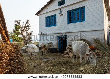Animal tied front of house Stock Image