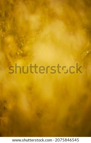Blurred natural forest yellow autumn grass background, texture for text