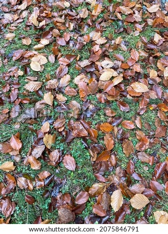 Brown leaves on green grass in a forest. Picture was taken close to Stipoklasy in the western Czech Republic about 20 kilometres from Pilsen. Beech and oak leaves are wet from rain in autumn November.