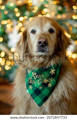 Golden Retriever in front of Christmas tree.