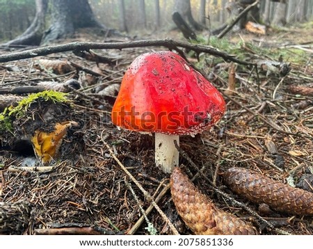 Red cap of fly agaric (amanita) in a forest with needles and spruce cones, branches and moss. Picture was taken in the Czech Republic close to Pilsen and Rakovnik. The mycelium in soil is not visible.