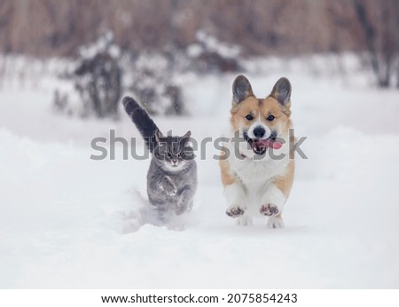 funny friends a corgi dog and a striped cat run through the white snow in the winter garden Royalty-Free Stock Photo #2075854243
