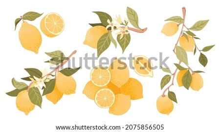 Cute lemon fruits vector illustration. Set of lemons composition isolated on white background. Icons of lemon fruits on the branch. Badge print, citrus packaging graphics.