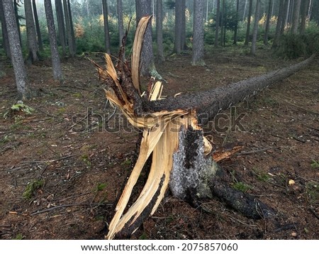 Broken trunk of spruce tree in forest after thunderstorm in the Czech Republic. Picture was taken  20 km northwest from Pilsen. Tree was weakened by insect attack disaster. But the kea reason was wind
