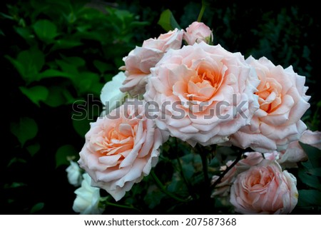 roses, flowers, white flowers, pink flowers, garden, sun, summer, spring, bush, tree, nature, pink roses, beautiful flowers