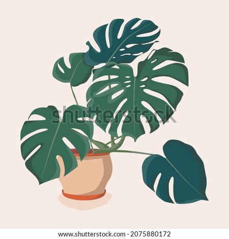 Monstera houseplant illustration. Scandinavian cozy home decor. Flat vector cartoon icon illustration of house plant isolated