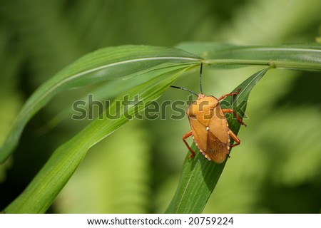 yellow insect on the green leafage