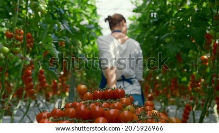 Cherry tomato harvest farmer collect at sunlight greenhouse. Farm woman professional picking check vegetable farmland. Workwoman inspect ripe fresh tasty vegeculture industry. Agro cultivation concept Royalty-Free Stock Photo #2075926966