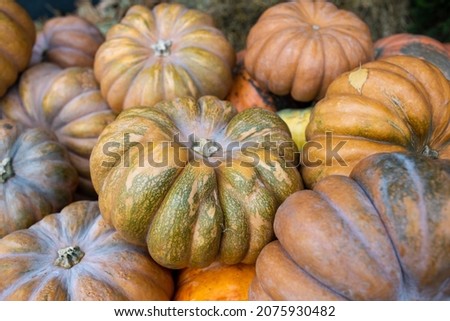 Different varieties of large pumpkins. Wooden cart with different pumpkins. Many different ornamental gourds. Season of harvest on the farm, golden autumn. Halloween background.