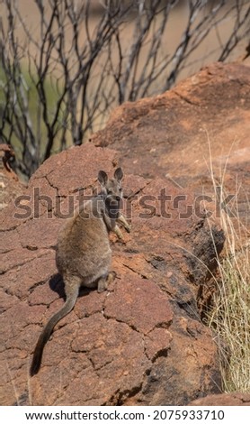Baby wallaby posing on a rock