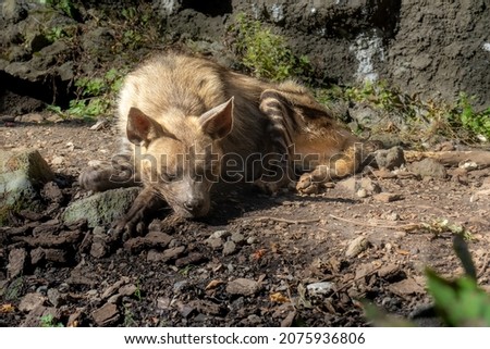 Striped Hyena is sleeping in gentle sunlight