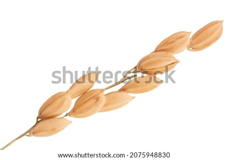 Ear of japanese rices isolated on white background with clipping path.top view,flat lay. Royalty-Free Stock Photo #2075948830