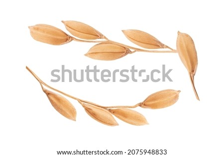 Ear of japanese rices isolated on white background with clipping path.top view,flat lay. Royalty-Free Stock Photo #2075948833