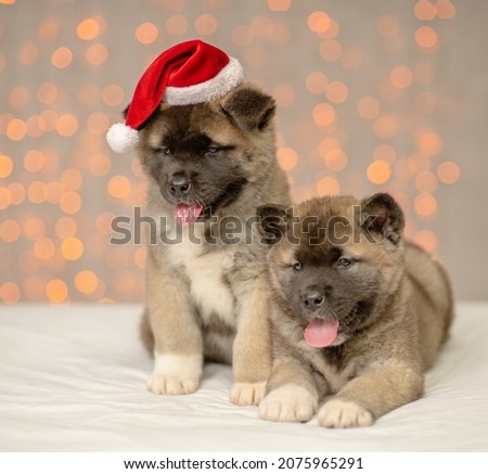 Two cute funny fluffy puppies of Akita breed lying against a background of yellow lights in Santa's outfit. Postcard to Christmas. Holiday invitation.