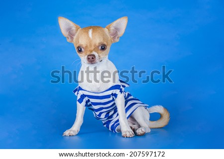 small chihuahua dressed as a cabin boy on a blue background 