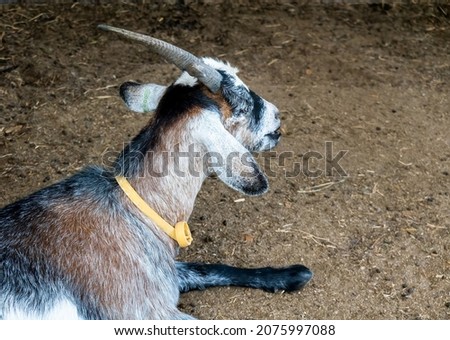 A billy goat resting on the dirt wearing his identification collar