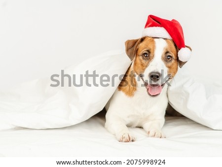 Cute dog jack russell breed lying at home under the covers on the bed in a santa hat 
