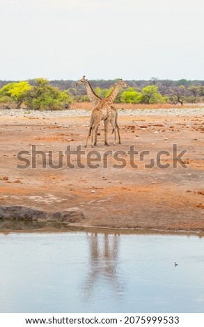 Two giraffes standing side by side - Etosha, Namibia