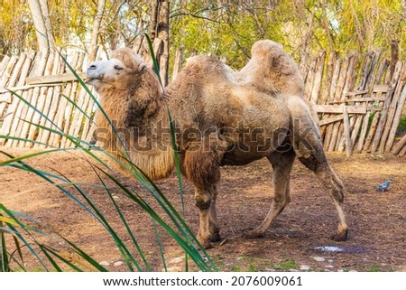 A picture of a Camel at the Zoo.