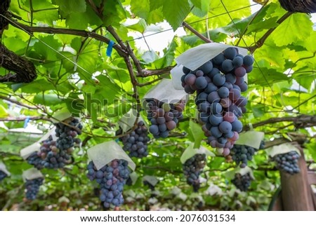 Berry A grape shelf in Katsunuma Town, Koshu City, Yamanashi Prefecture Royalty-Free Stock Photo #2076031534