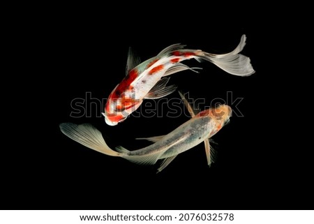 Top View Koi fish schooling swimming on black background