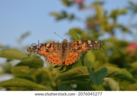A painted lady butterfly on a dog rose leaf pictured on a blurry background