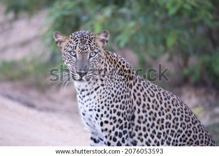 Sri Lankan panther Pardus kotiya. 
Yala safari park in Sri Lanka.
Male leopard. 