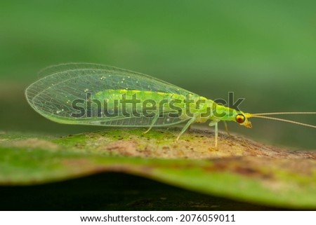 A close shot of a green lacewing found in the rainforest of Sandakan, Sabah, North Borneo, Malaysia. Royalty-Free Stock Photo #2076059011