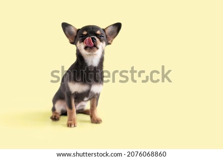 small dog, Chihuahua puppy licks its lips of delicious food with closed eyes. animal on yellow background, copy space, text