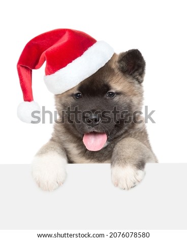 American akita puppy wearing red santa hat  looks above  empty white banner. isolated on white background