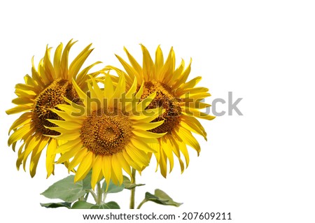 three yellow sunflowers  on white background isolated