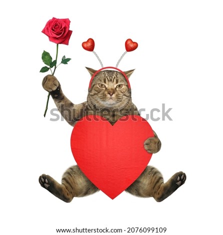 A beige cat sits with a big red heart and a rose. White background. Isolated.