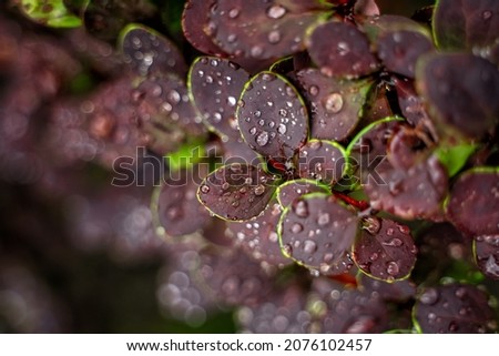 Purple leaves with big drops after rain. Beautiful natural background