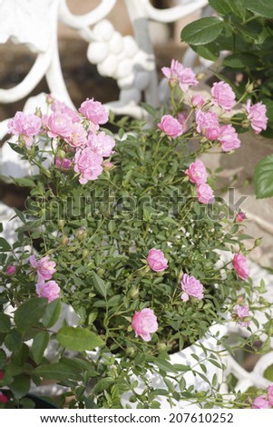A Gardening Rose Container