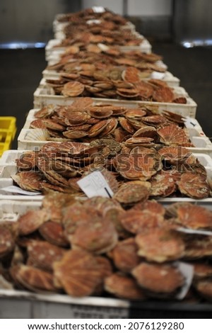 Fresh scallops in shells in a market in Normandy, France (seafood, fruit de mer, hotate, St James shell, pecten maximus,mollusks mollusca) Royalty-Free Stock Photo #2076129280